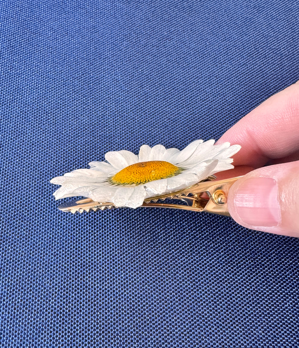 Real Wild Daisy Hair Clip / Brooch