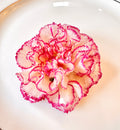 Real Carnation Hair Clip / Brooch