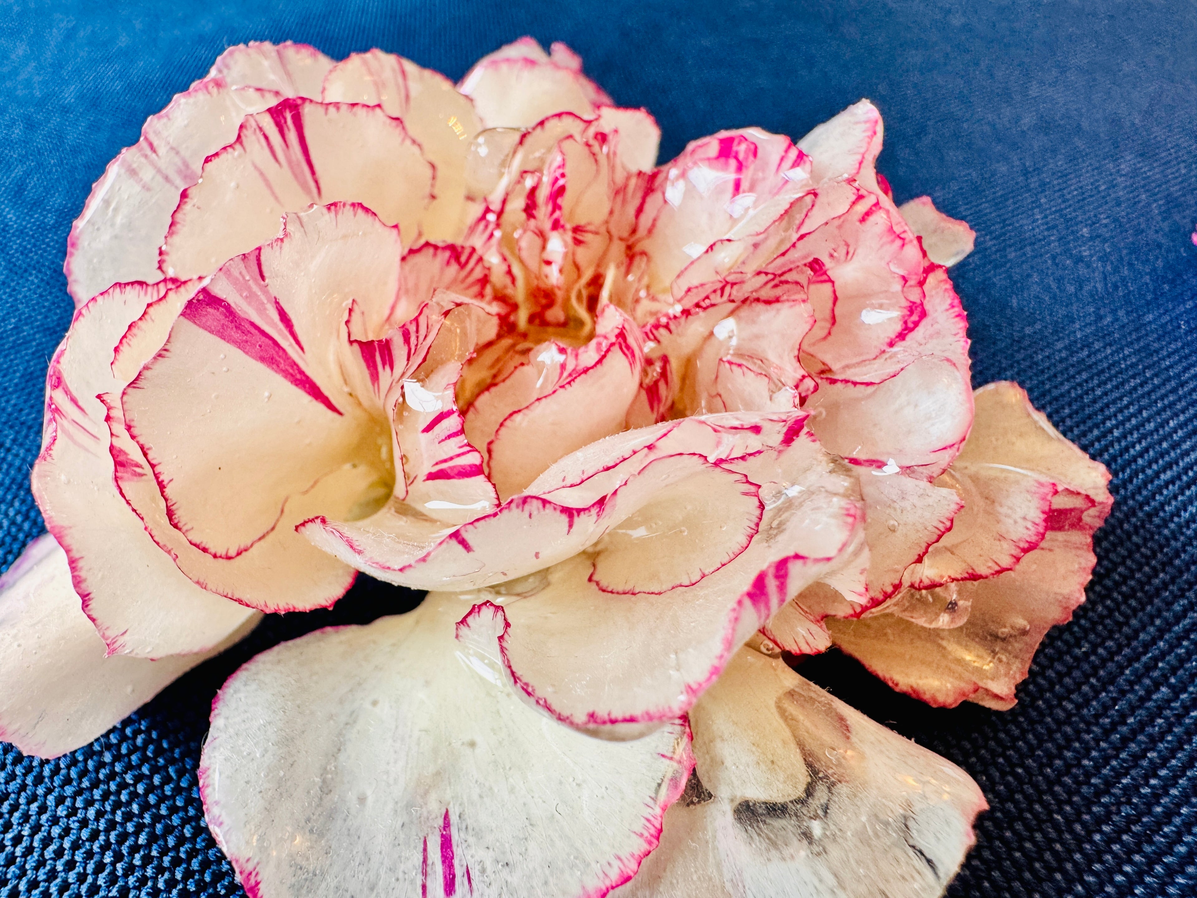 Real Carnation Hair Clip / Brooch