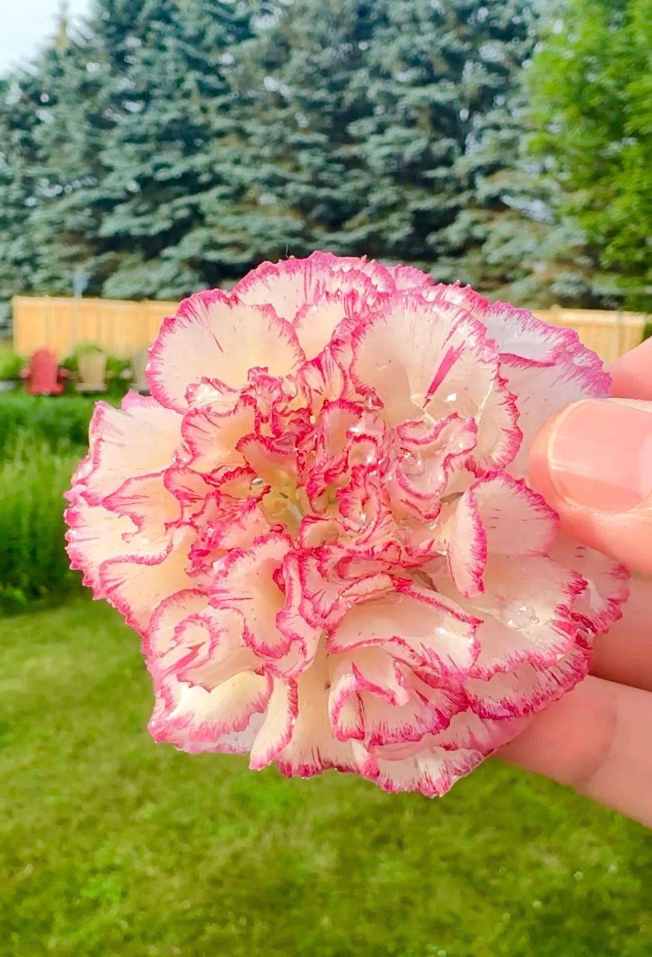 Real Carnation Hair Clip / Brooch