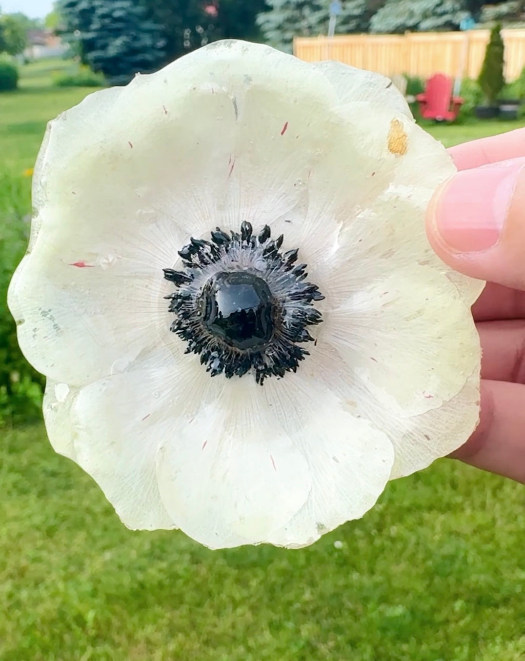 Real White Anemone Hair Clip / Brooch