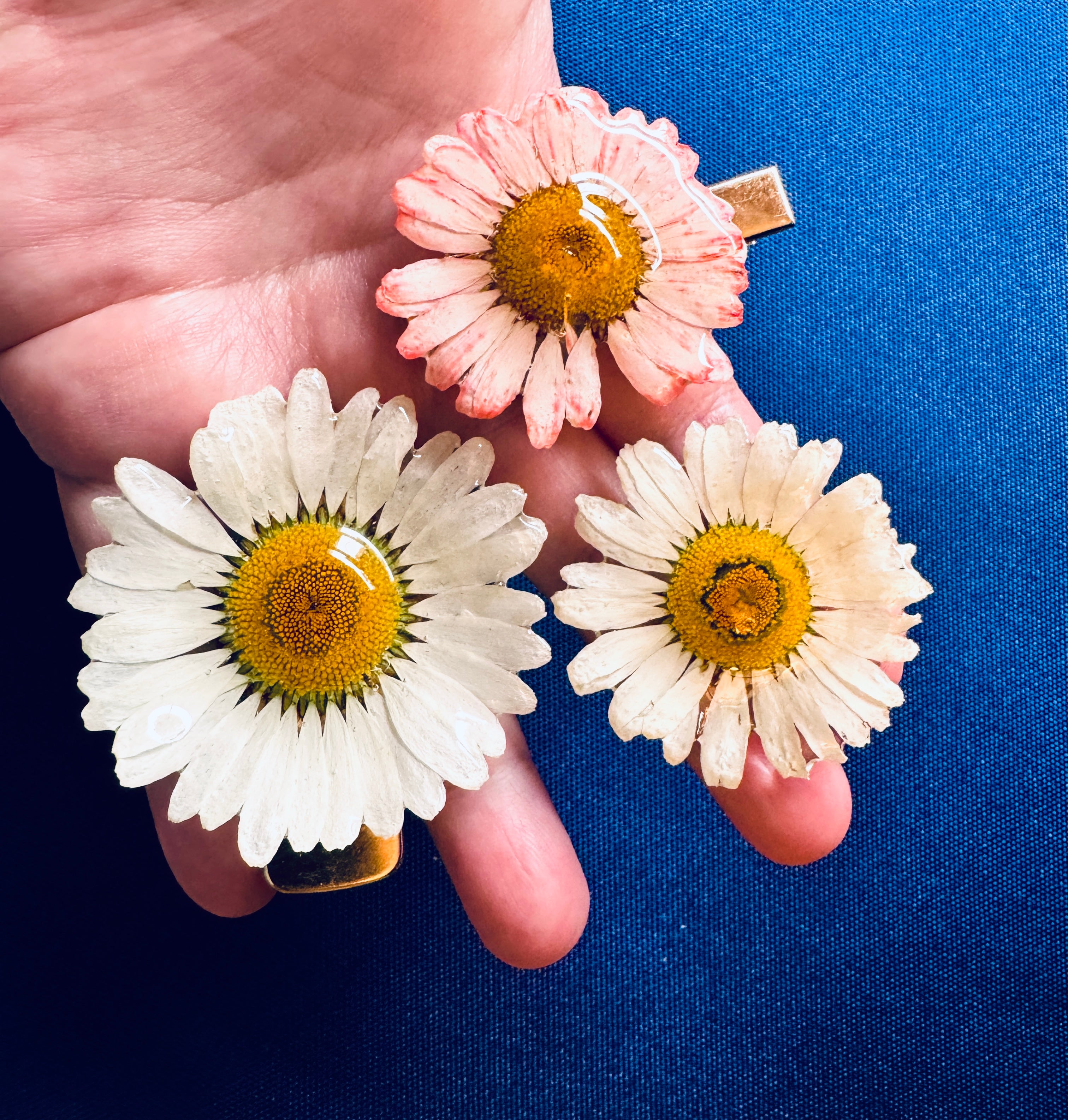 Real Wild Daisy Hair Clip / Brooch