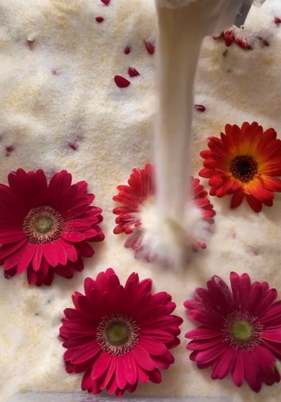 Real gerbera daisies being prepared for botanical preservation