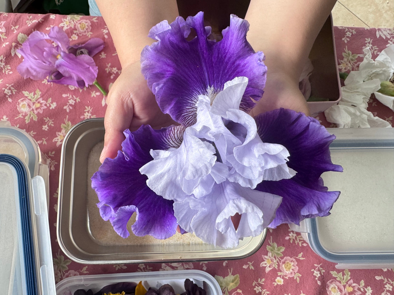 Fresh purple and white iris flowers held in the Nature Theory Craft studio