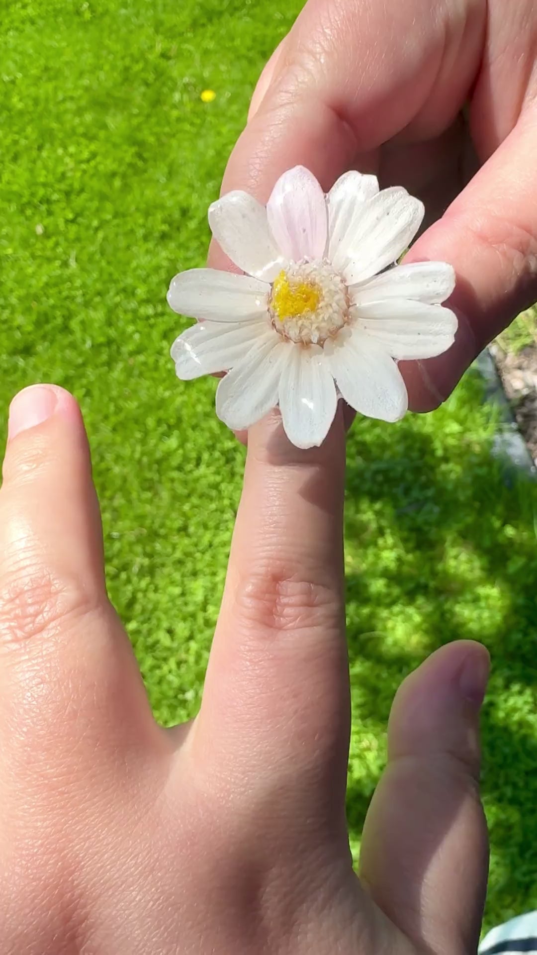 Mini Daisy Stainless Steel Ring