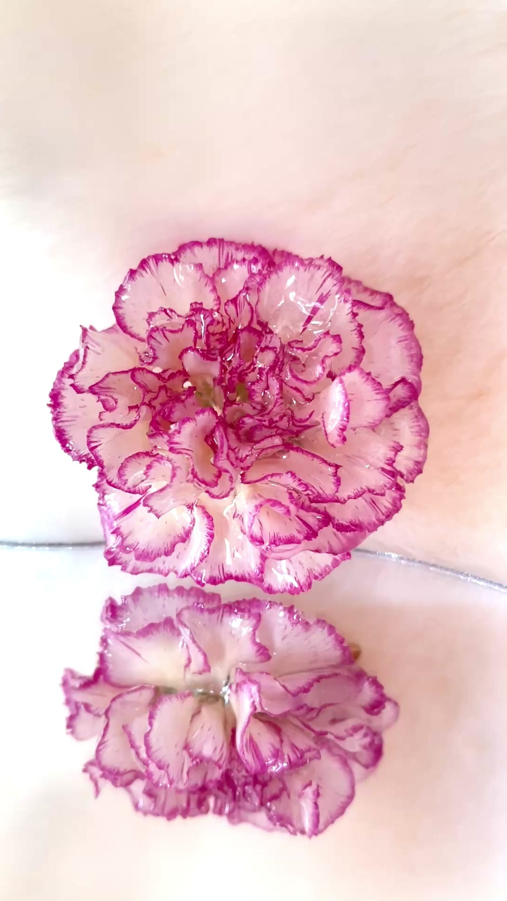 Real Carnation Hair Clip / Brooch