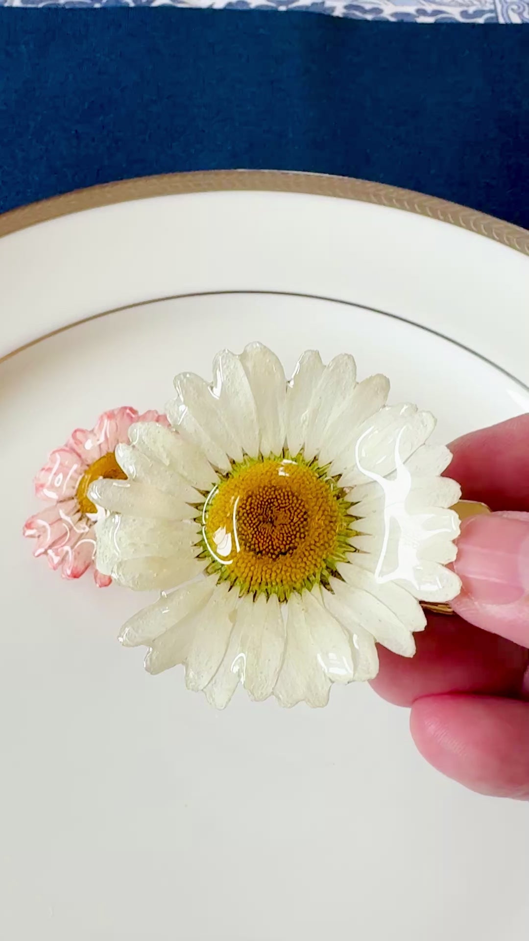 Real Wild Daisy Hair Clip / Brooch