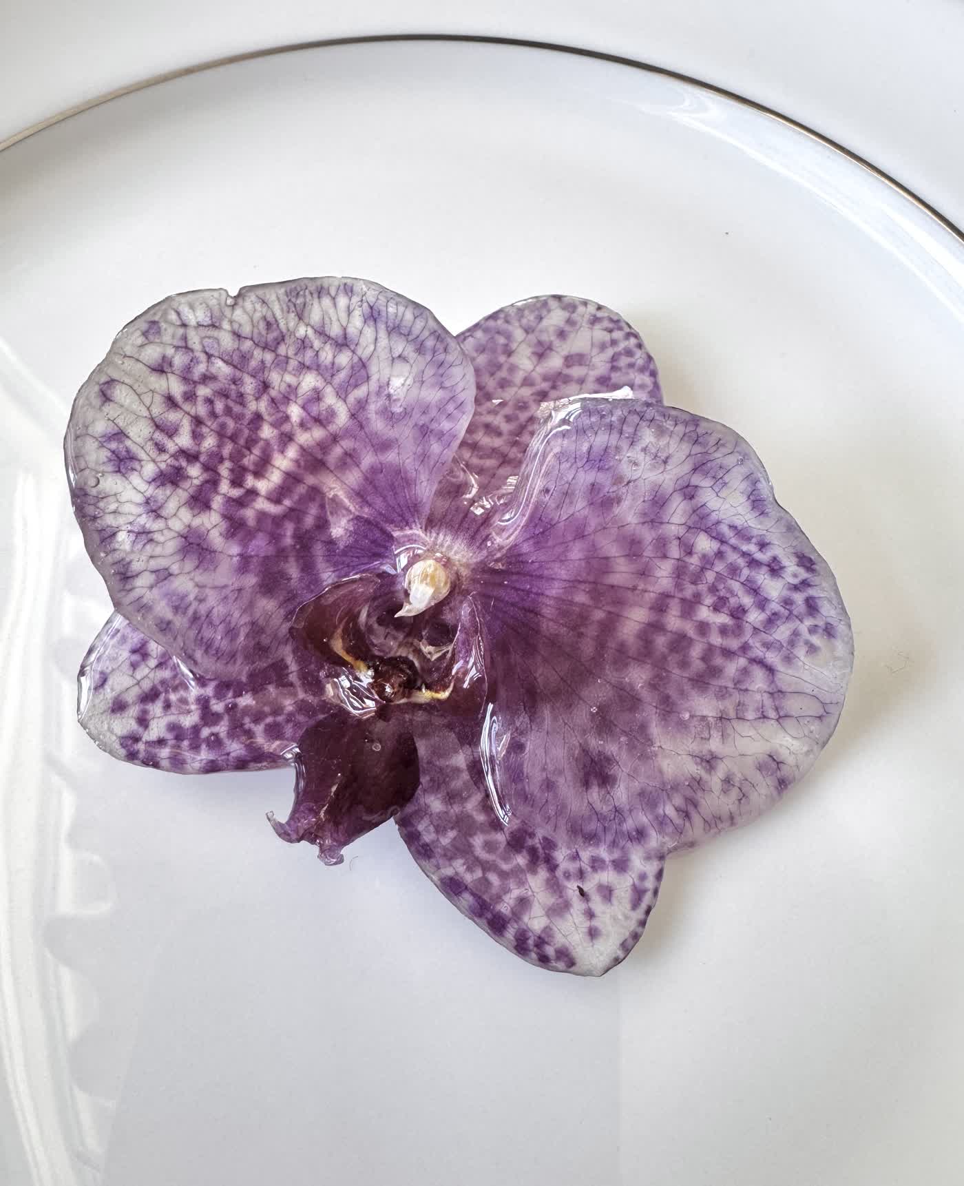 Purple Striped Phalaenopsis Orchid Hair Clip / Brooch