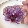 Purple Striped Phalaenopsis Orchid Hair Clip / Brooch