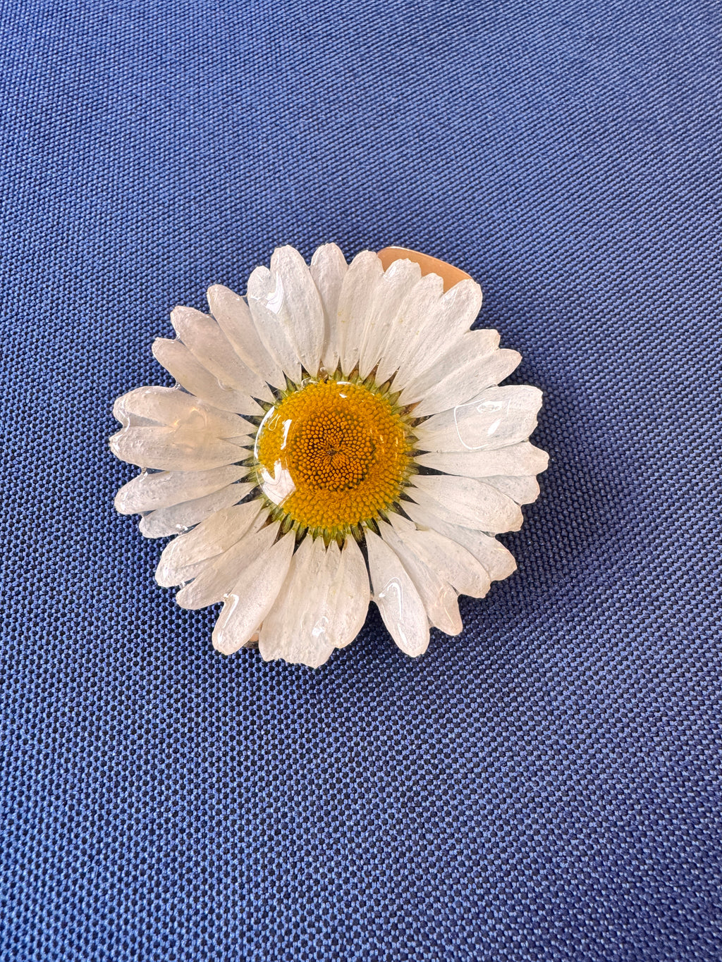 Real Wild Daisy Hair Clip / Brooch