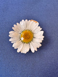 Real Wild Daisy Hair Clip / Brooch