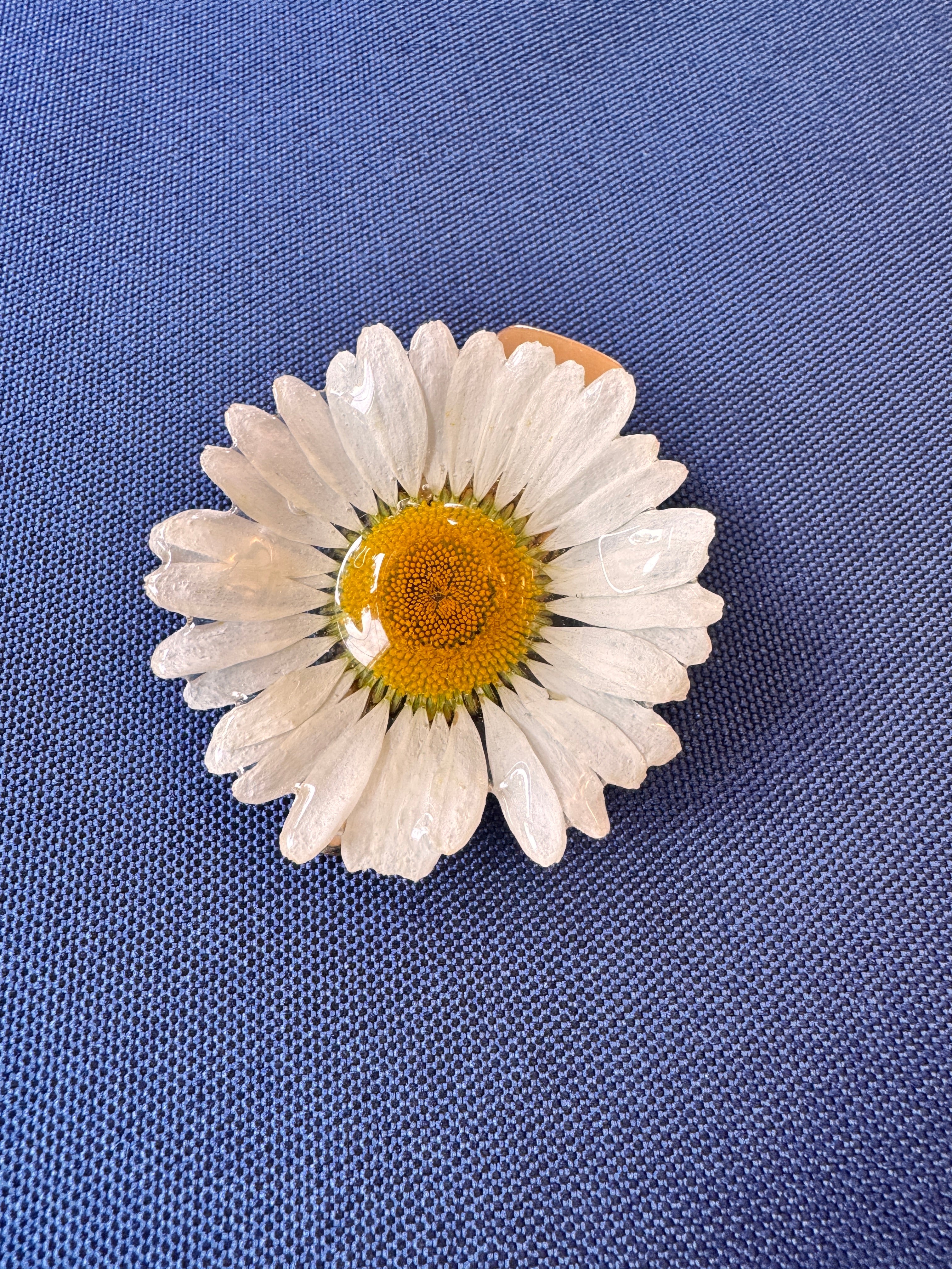 Real Wild Daisy Hair Clip / Brooch