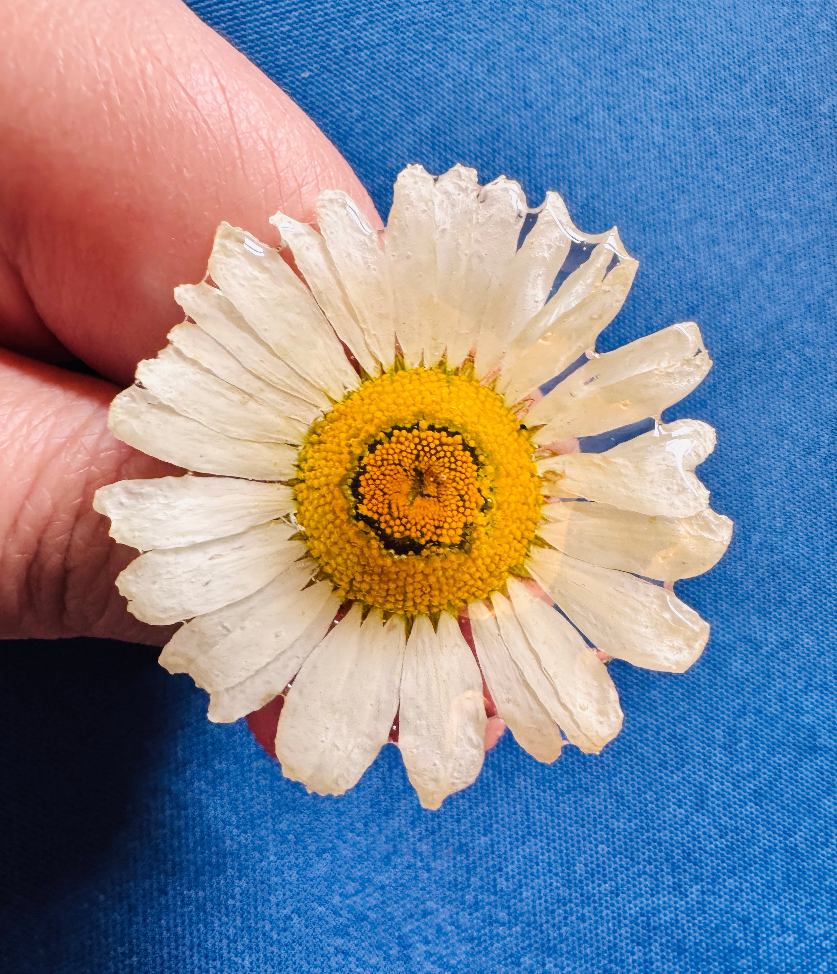 Real Wild Daisy Hair Clip / Brooch